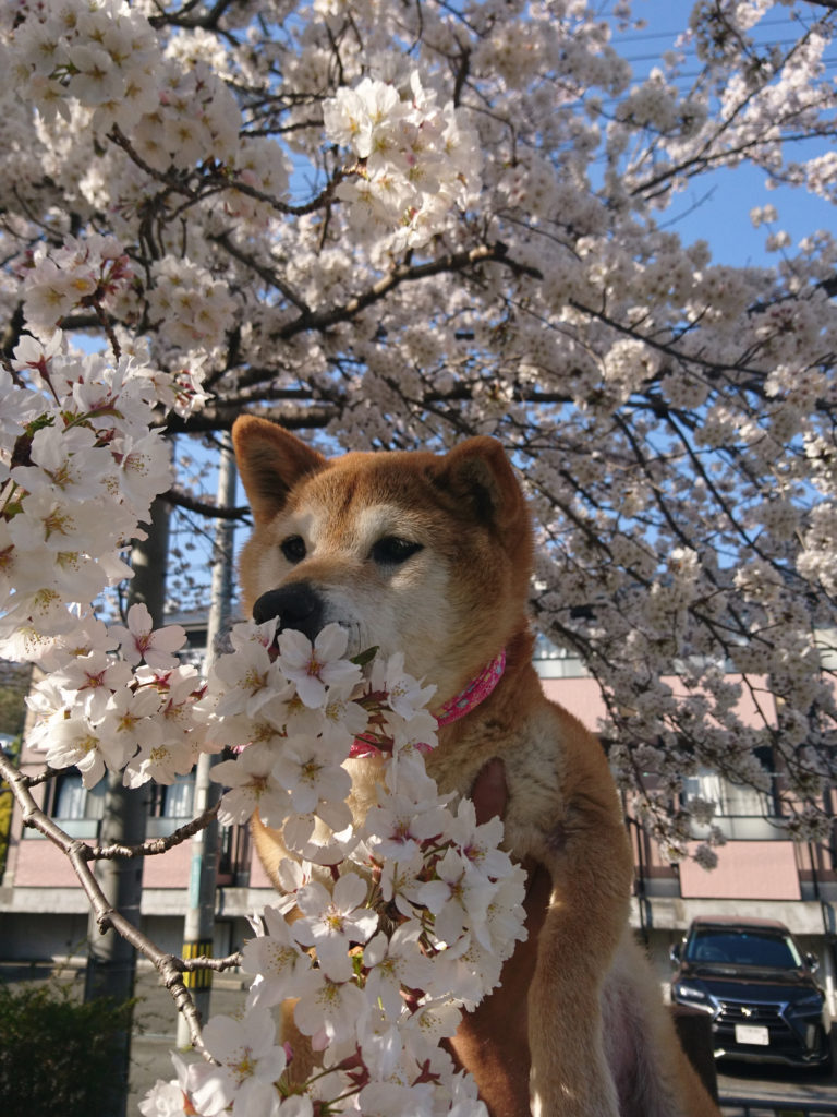 満開の桜の下で記念撮影