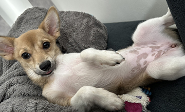 【大工の日常】小窪くん　子犬を新しく家族に迎えました。　～　日向ハウス社員のゆるゆるな時間